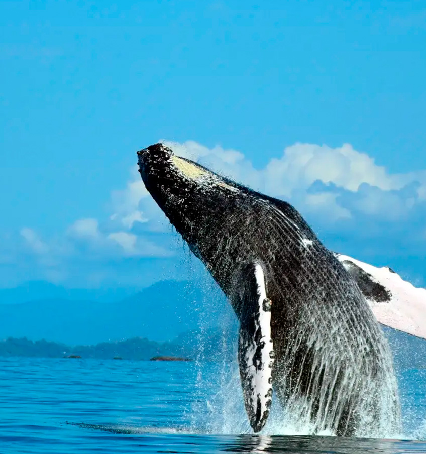 Parque Nacional Marino Ballena