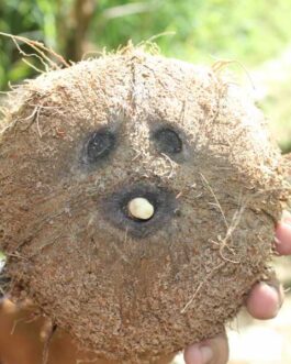Coconut  Tour