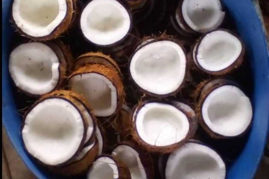 coconut2