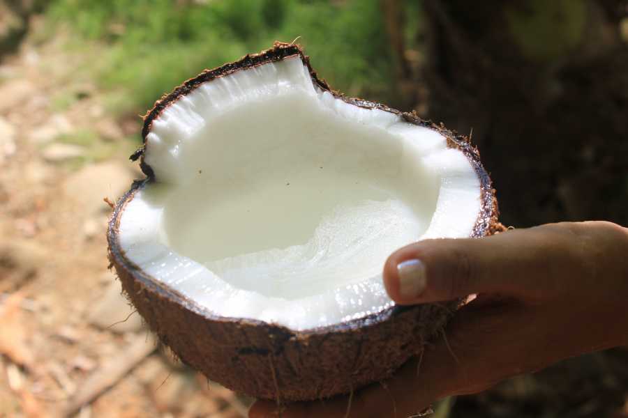 coconut3