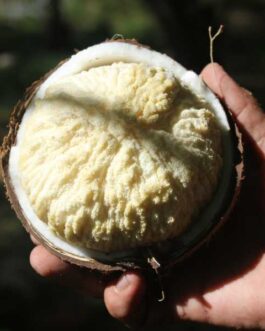 coconut4