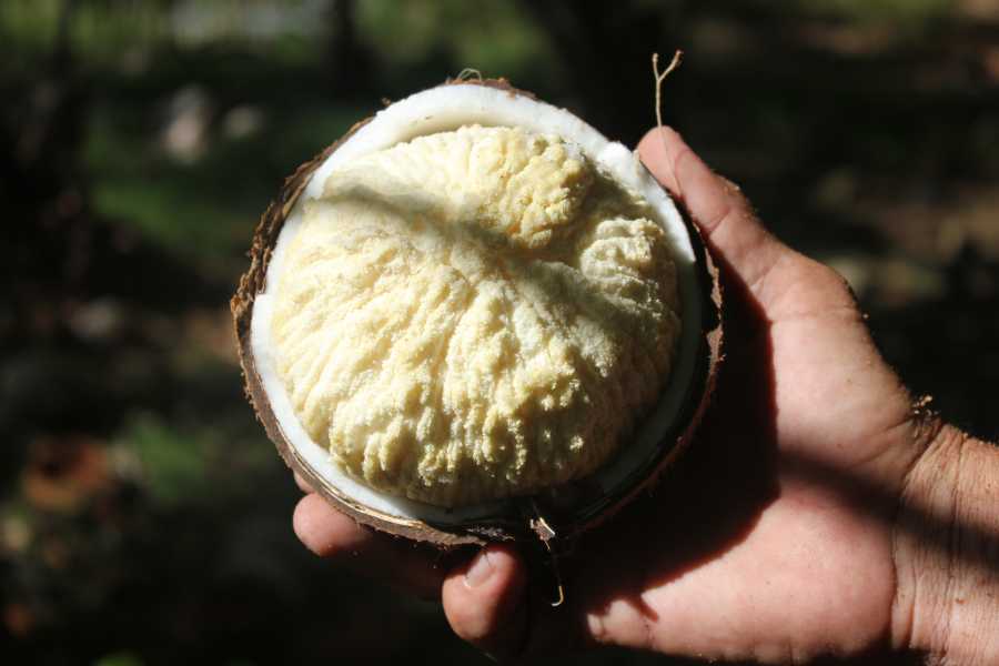 coconut4