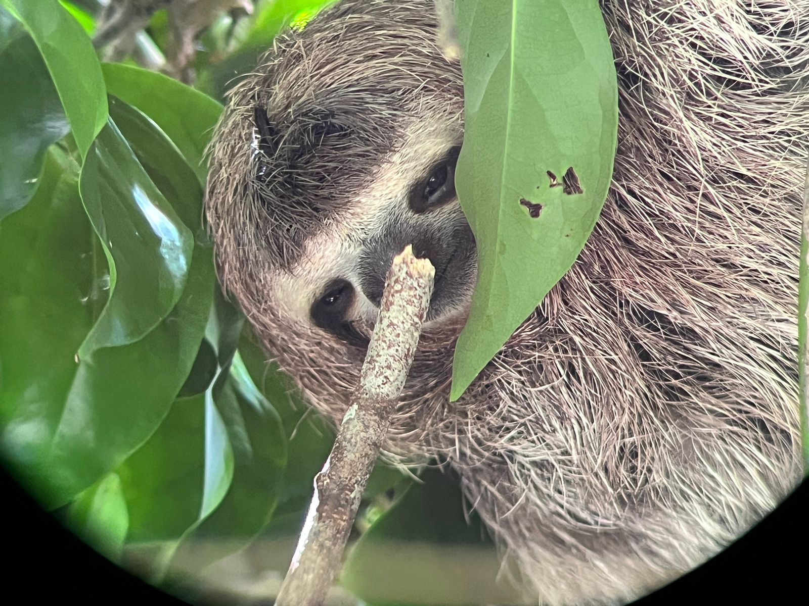 corcovado13
