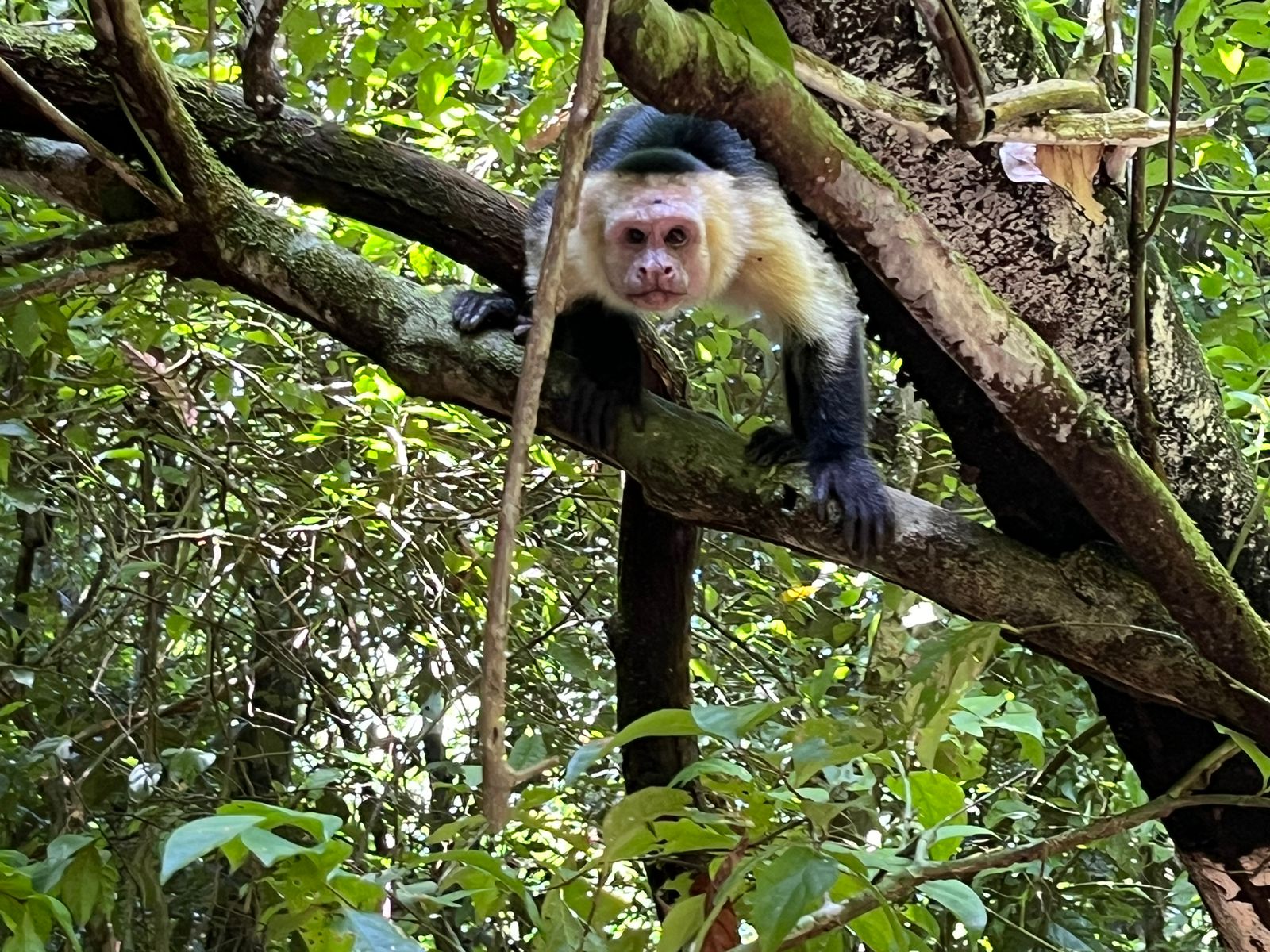 corcovado14