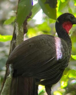 corcovado27