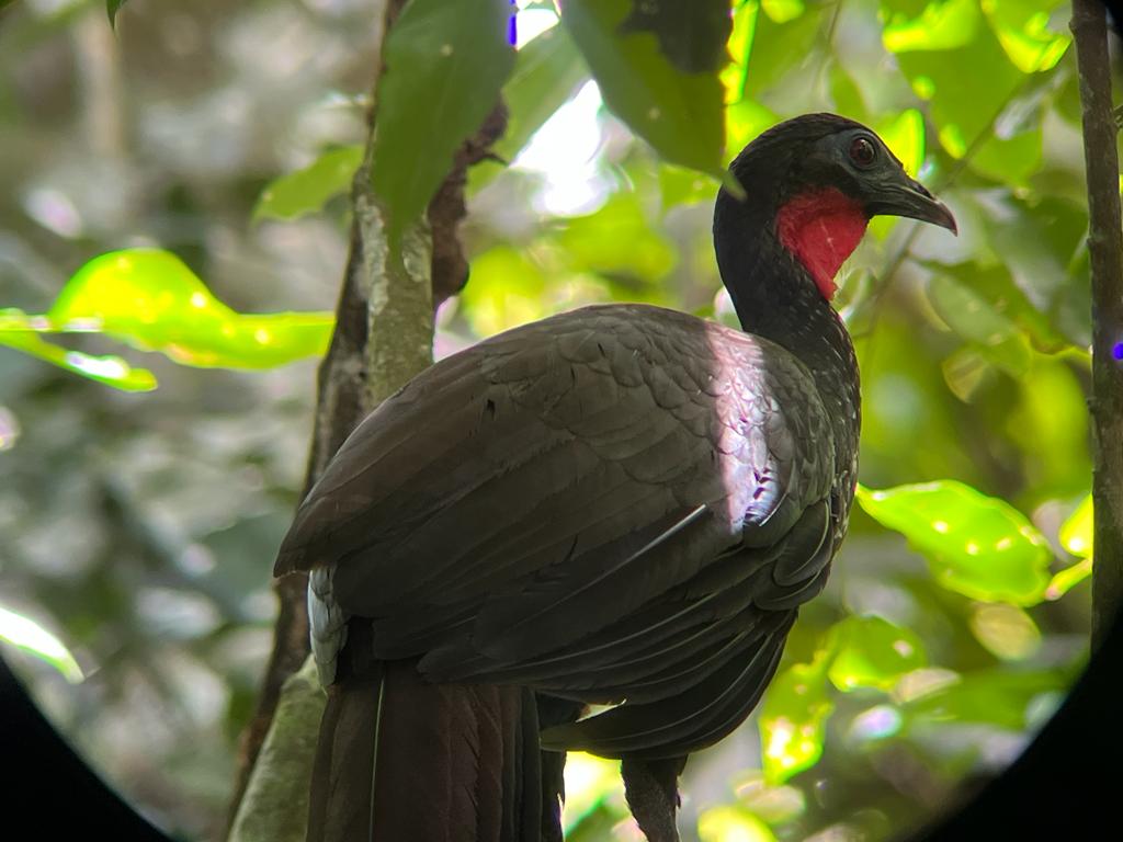 corcovado27