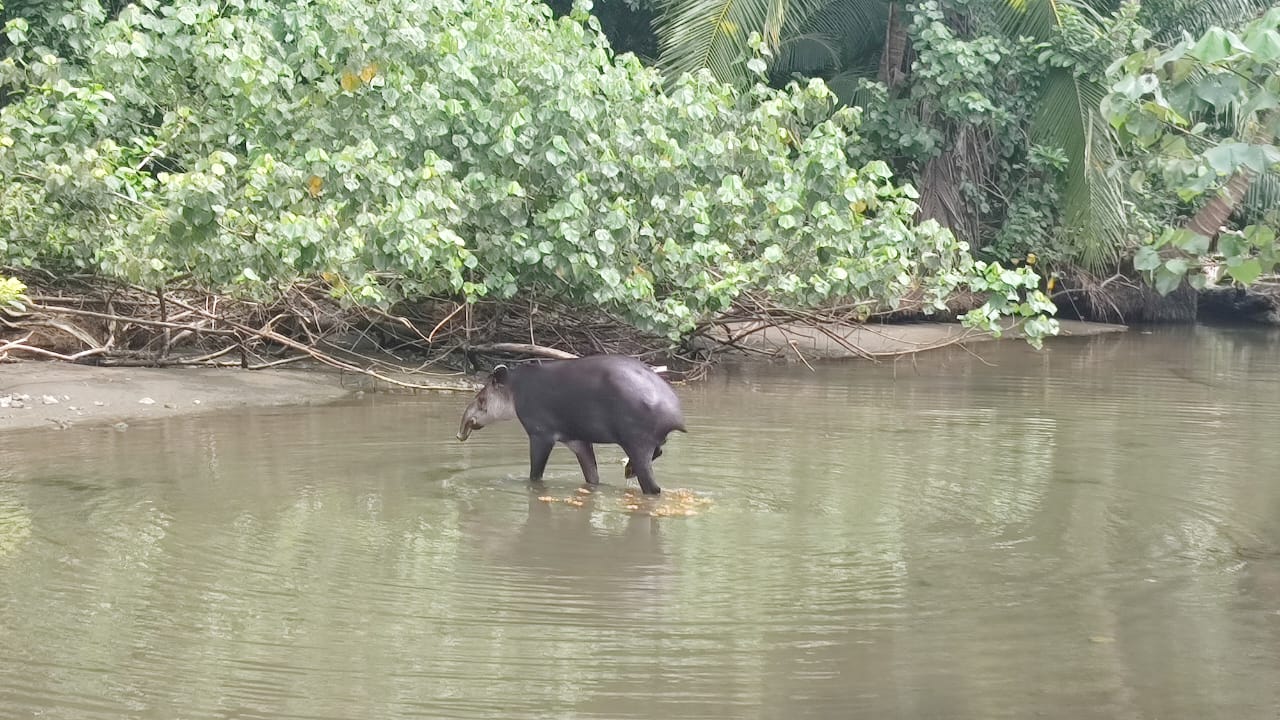 corcovado4