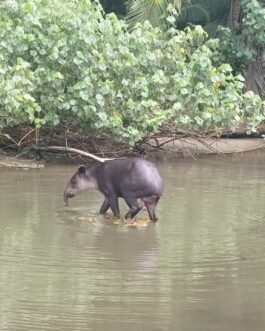 corcovado5