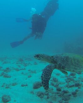 Cano Island Diving or Snorkeling from Uvita