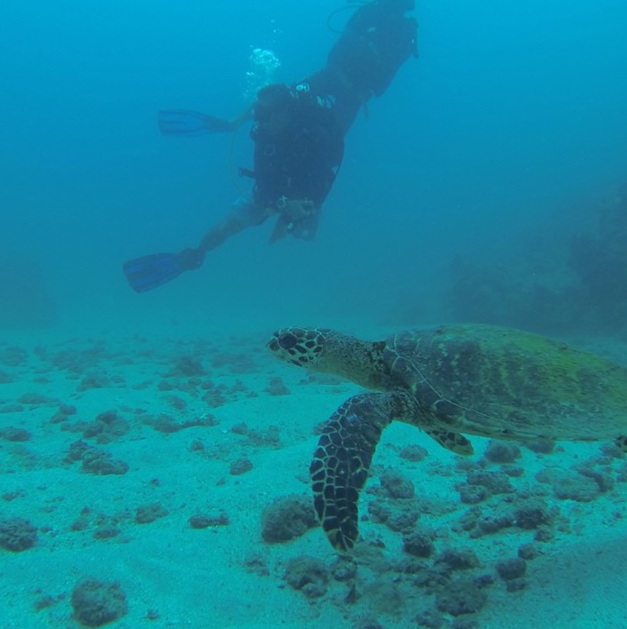 diving