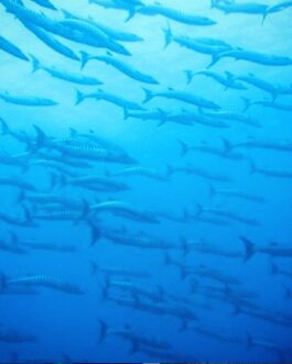 diving2