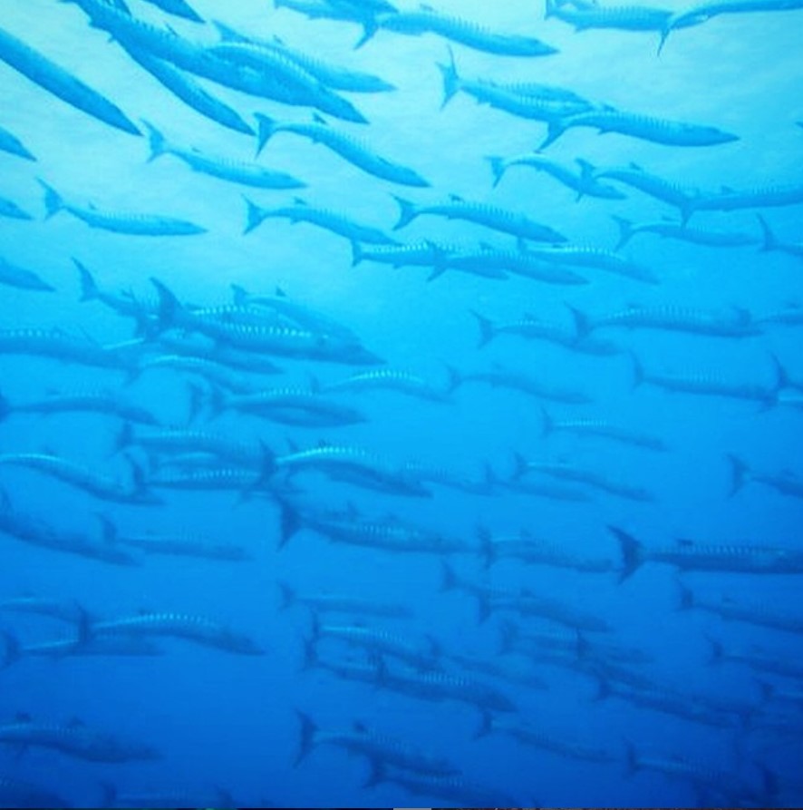 diving2