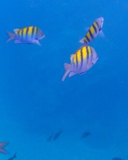 fishes