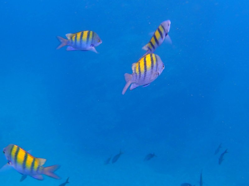 fishes