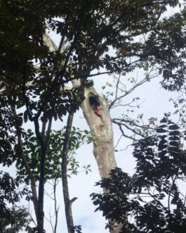 macaws