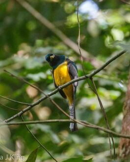 Uvita Bird Watching Oro Verde Reserve