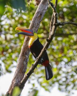 Uvita Bird Watching Oro Verde Reserve