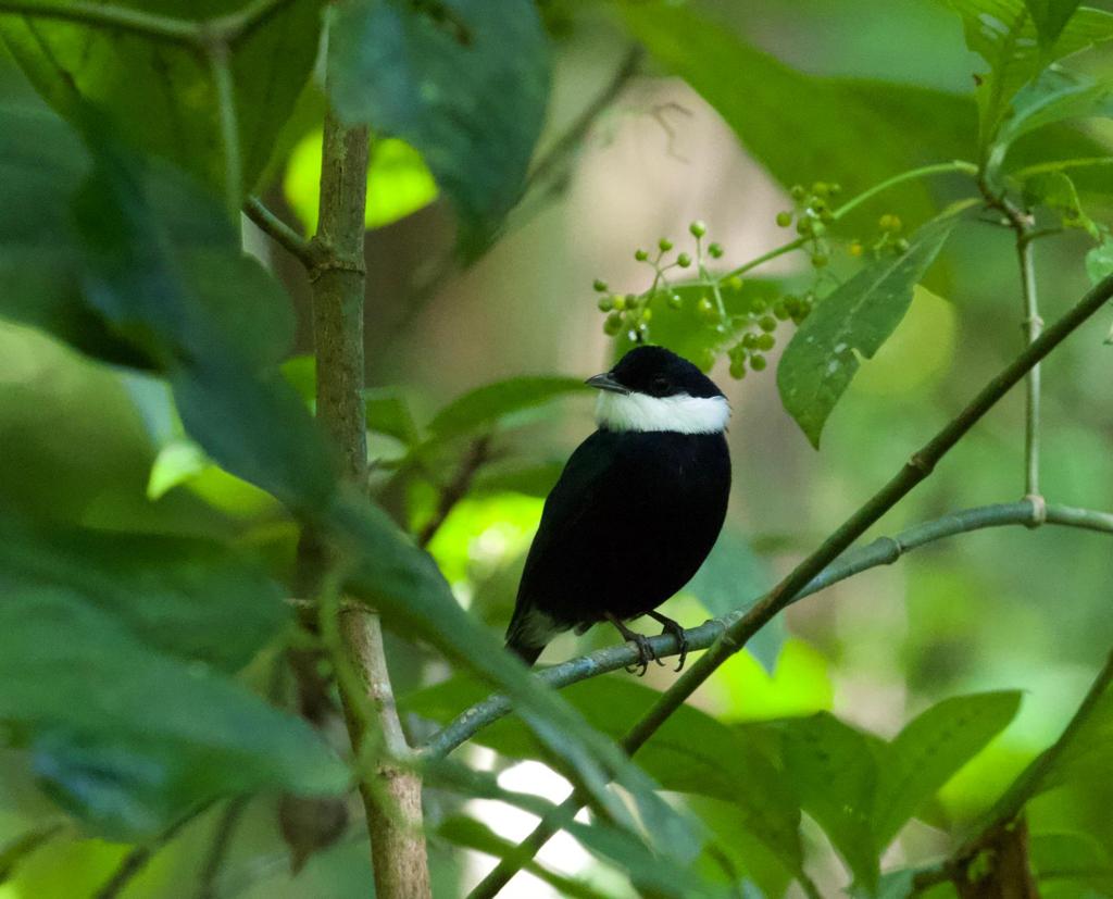 oro verde11