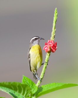 oro verde3