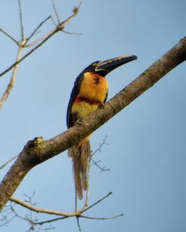 oro verde5