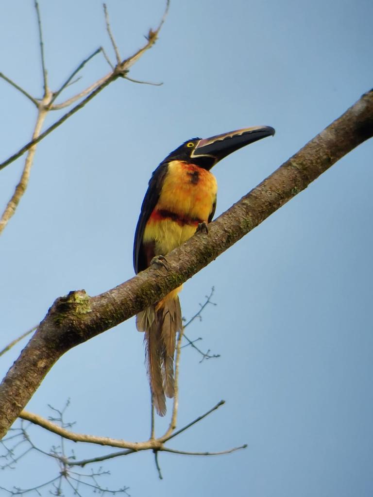 oro verde5