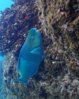 parrotfish