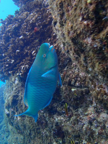 parrotfish
