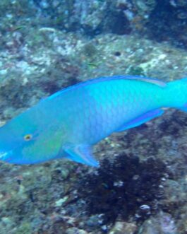 parrotfish1