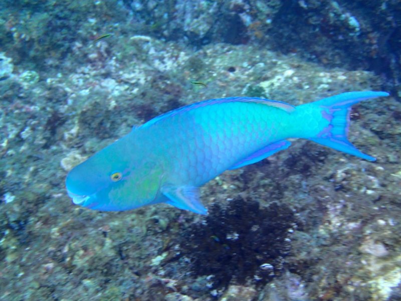 parrotfish1