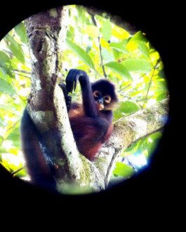 Howler-Monkey