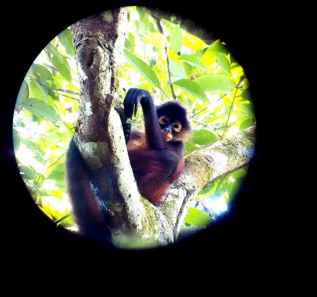 Howler-Monkey