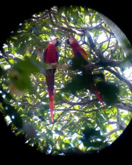 Macaws