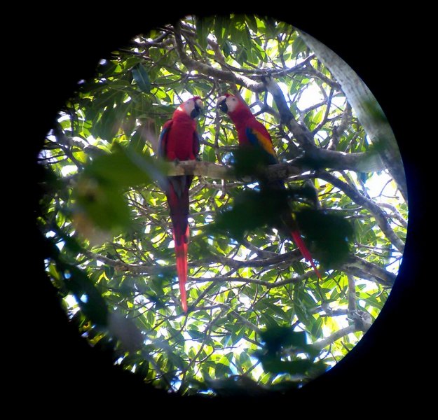 Macaws