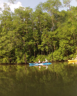 Mangrove Kayak from Sierpe