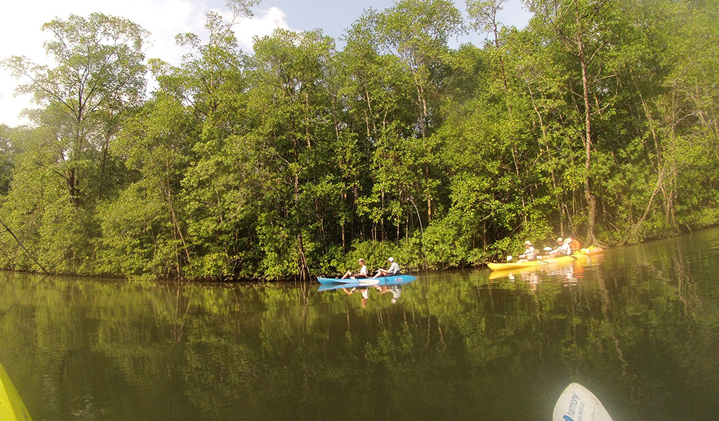 Manglar11