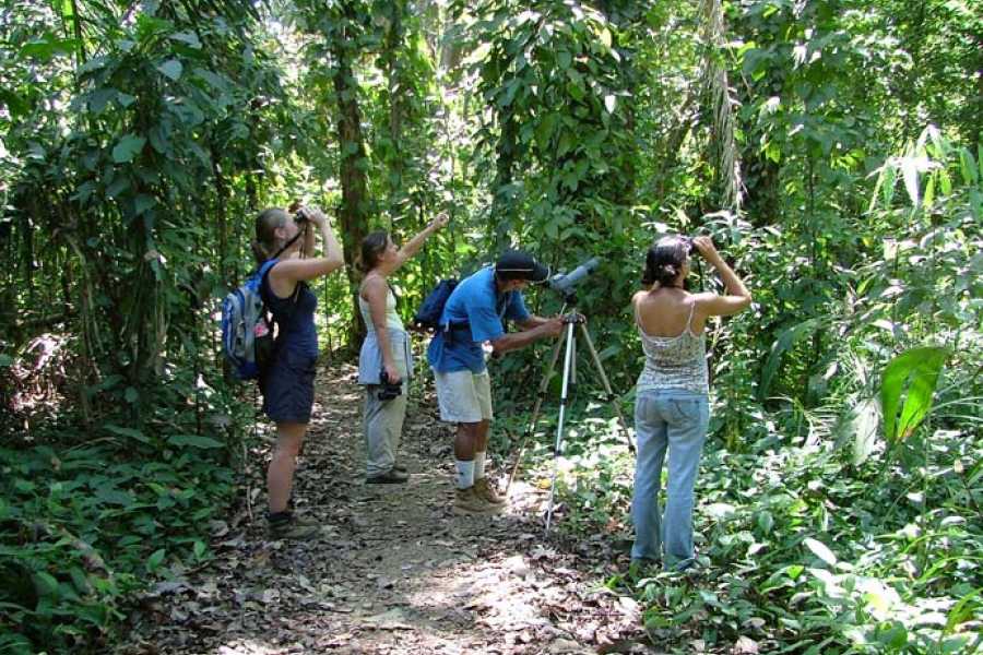 RAINFORESTBIRDWATCHING
