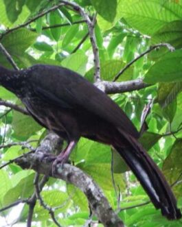 Dominical Bird Watching at Hacienda Baru