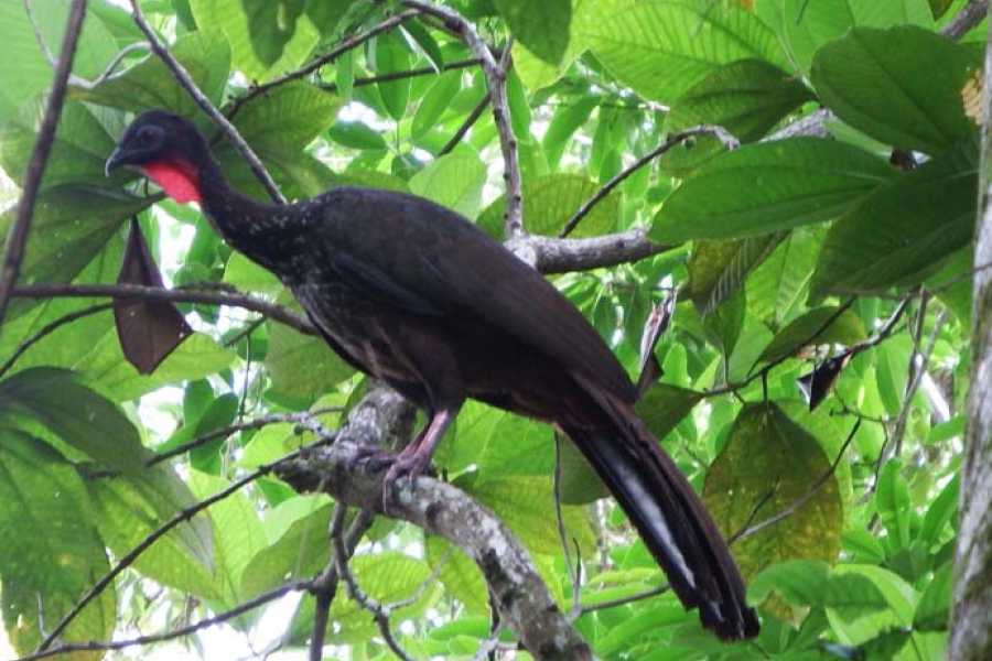 RAINFORESTBIRDWATCHING1