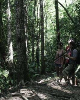 RAINFORESTBIRDWATCHING2