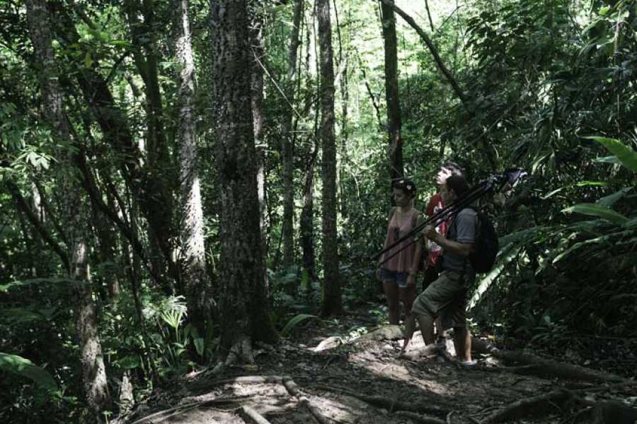 RAINFORESTBIRDWATCHING2