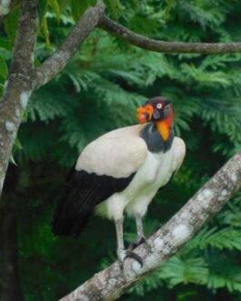 RAINFORESTBIRDWATCHING3