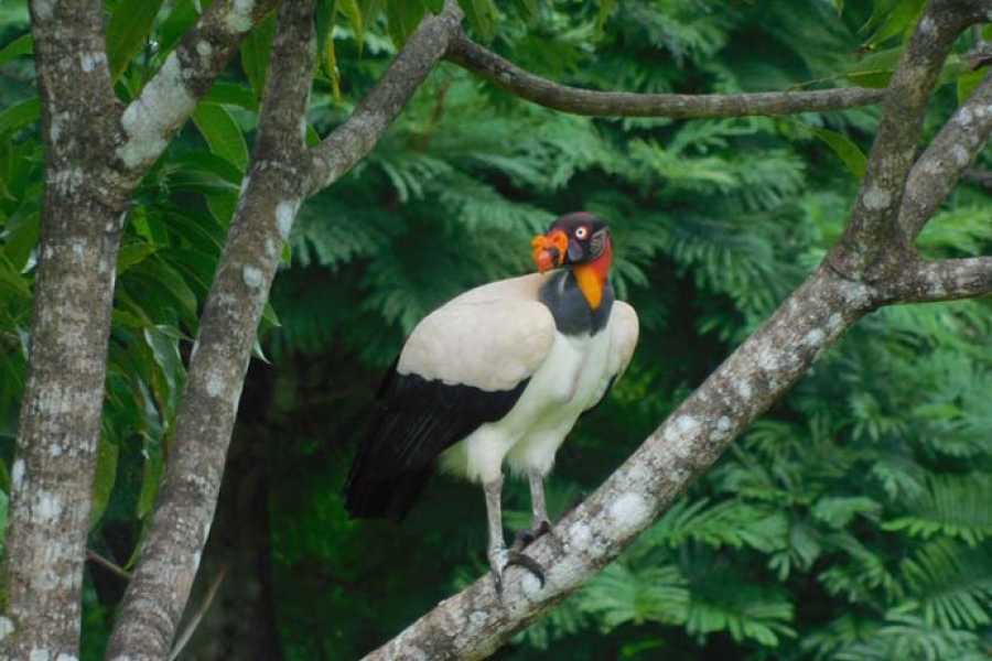 RAINFORESTBIRDWATCHING3
