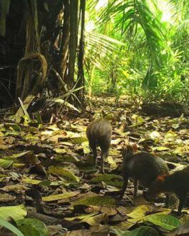 Dominical Rainforest Experience and Hike