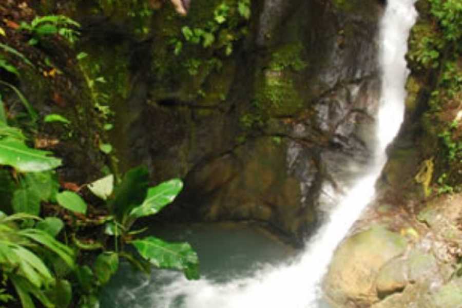 SafariTropicalAdventure2