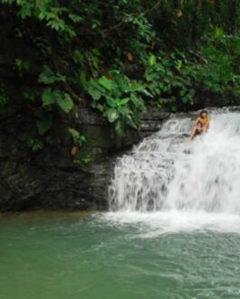 SafariTropicalAdventure6