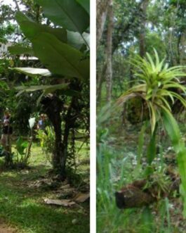 Manuel Antonio Villa Vanilla Spice Farm