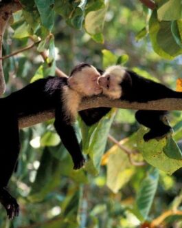 White face capuchin monkey kiss