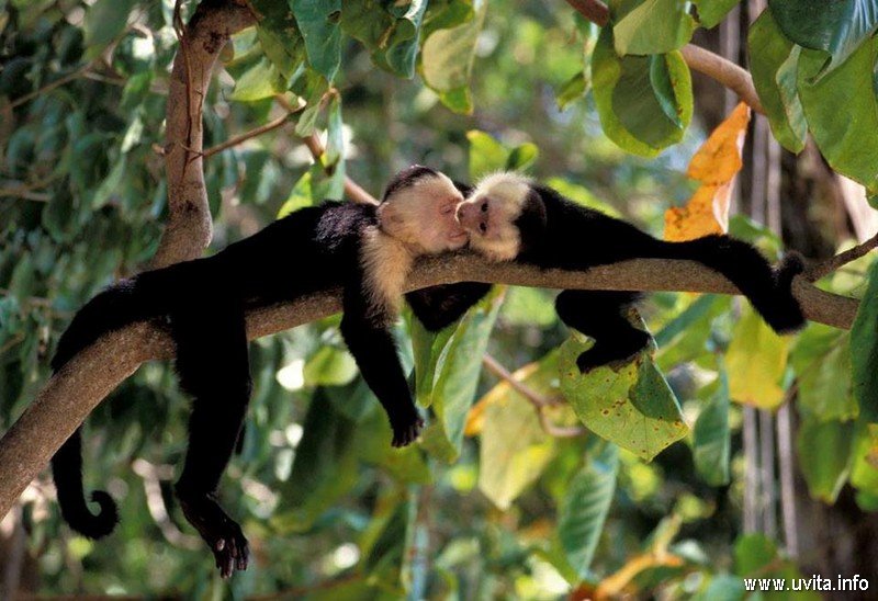 White face capuchin monkey kiss