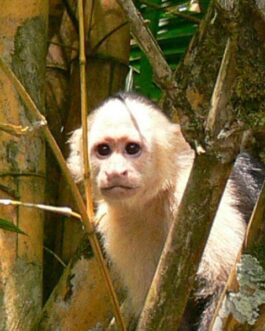 With face Capuchin Monkey