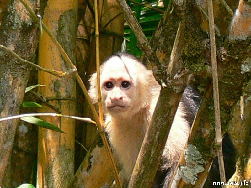 With face Capuchin Monkey